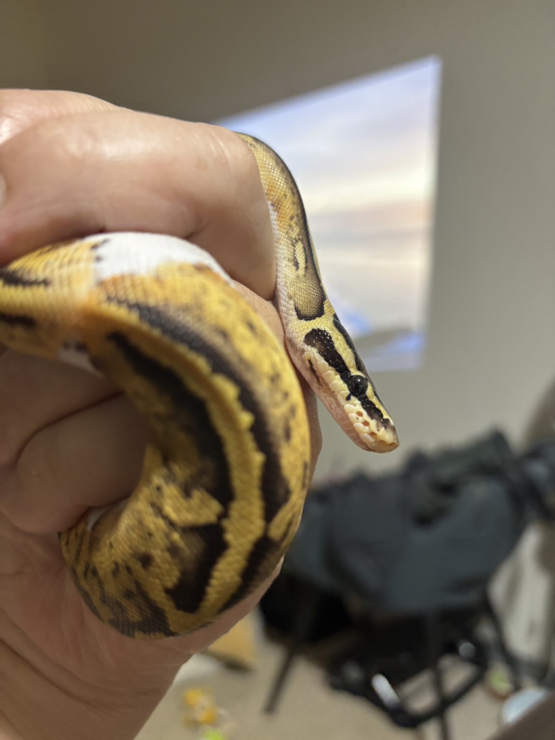 布丁，Pastel Pied 100% Het Hypo 母球蟒的實拍照片