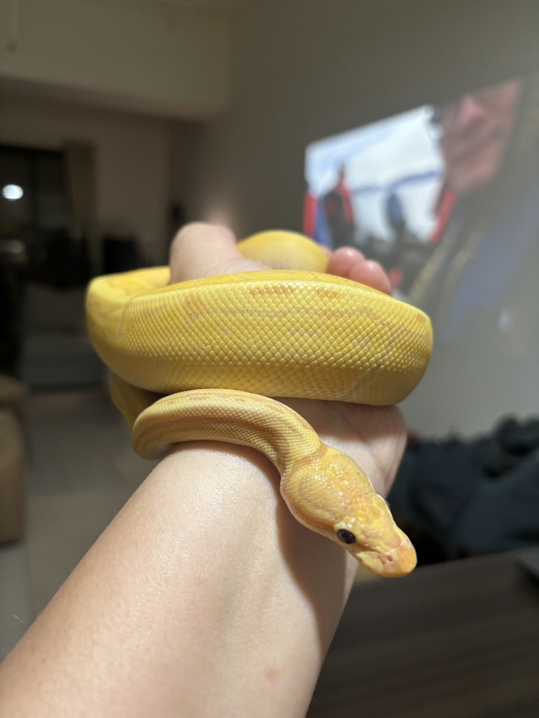 香蕉，Banana Pinstripe 100% Het Pied 公球蟒的實拍照片